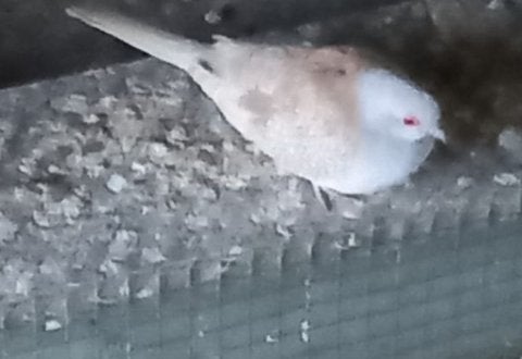 diamantduif, Animaux & Accessoires, Oiseaux | Pigeons, Plusieurs animaux, Autres espèces