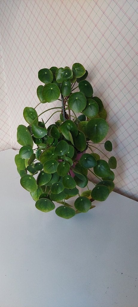 Mooie pannenkoekenplanten, bijna Gratis, Autres espèces, Moins de 100 cm, Enlèvement, Plante verte