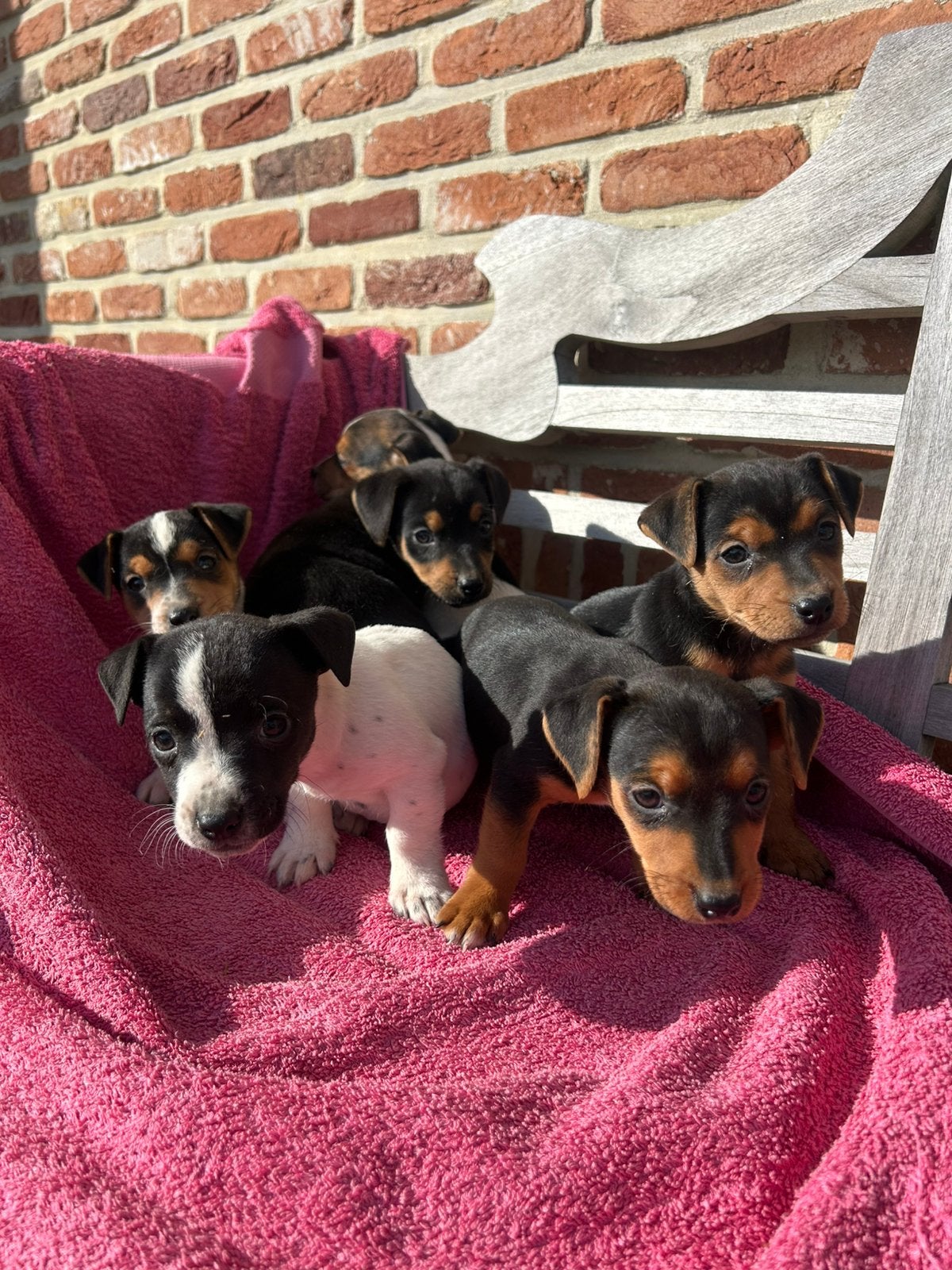 Jack Russel, Dieren en Toebehoren, België, Fokker | Hobbymatig, Jack Russell Terriër, 8 tot 15 weken