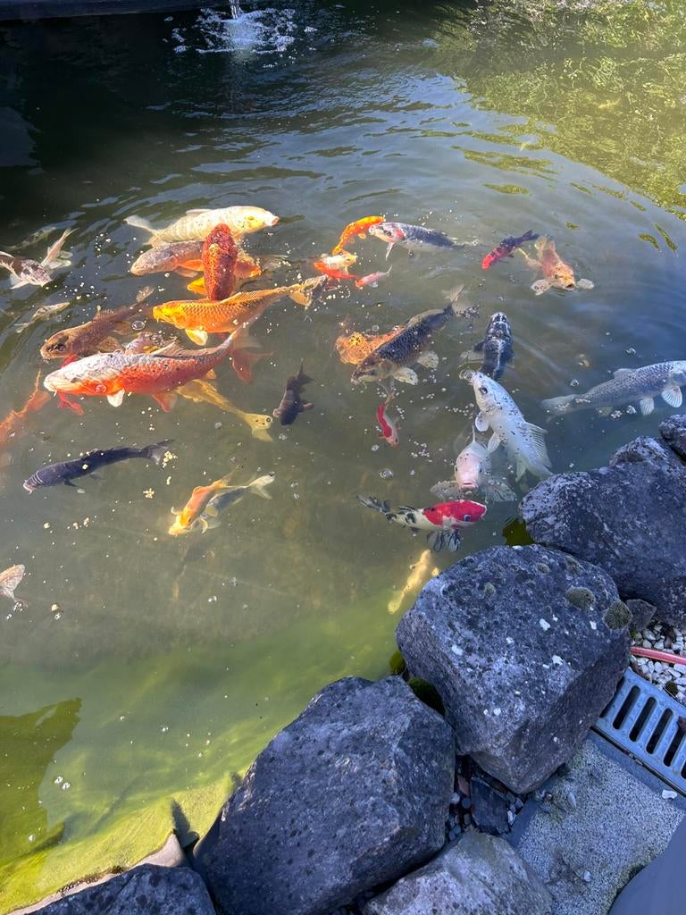 Koi’s, Dieren en Toebehoren, Vissen | Vijvervissen, Karper of Koi