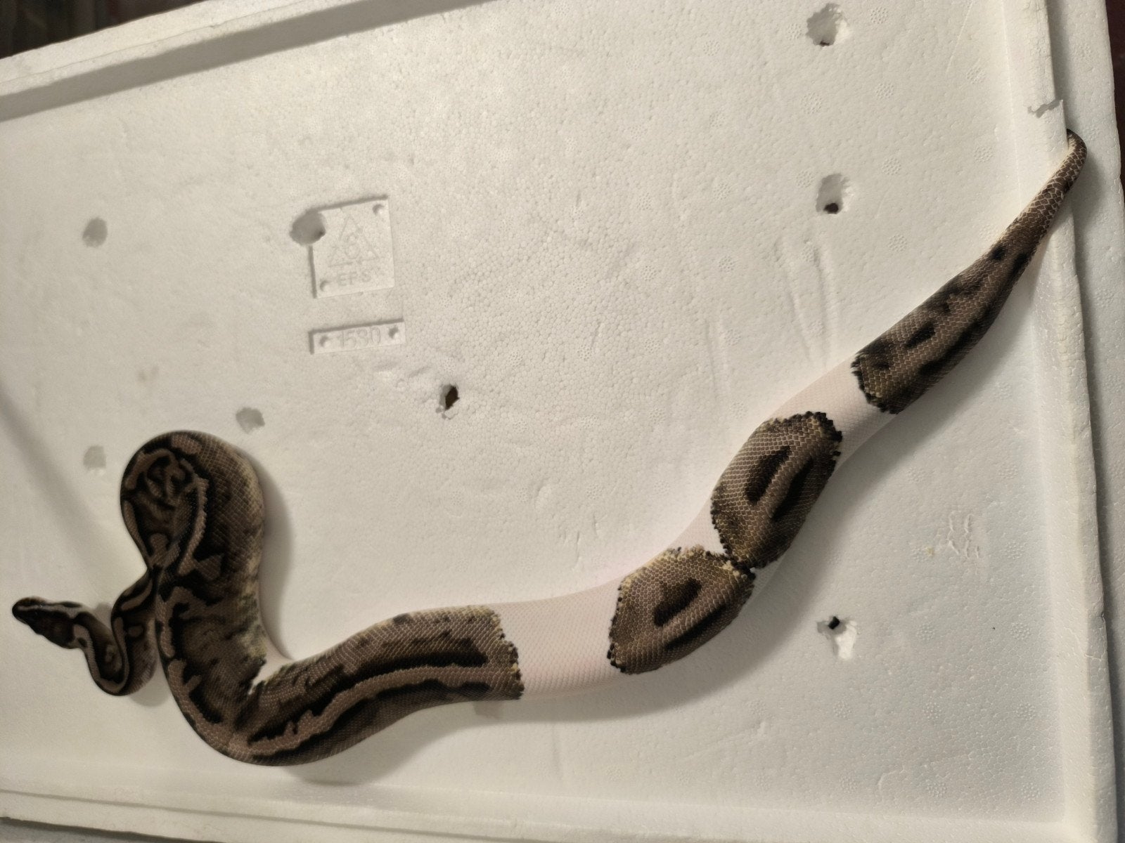 0.1 axanthic vpi pied poss het whitewash .