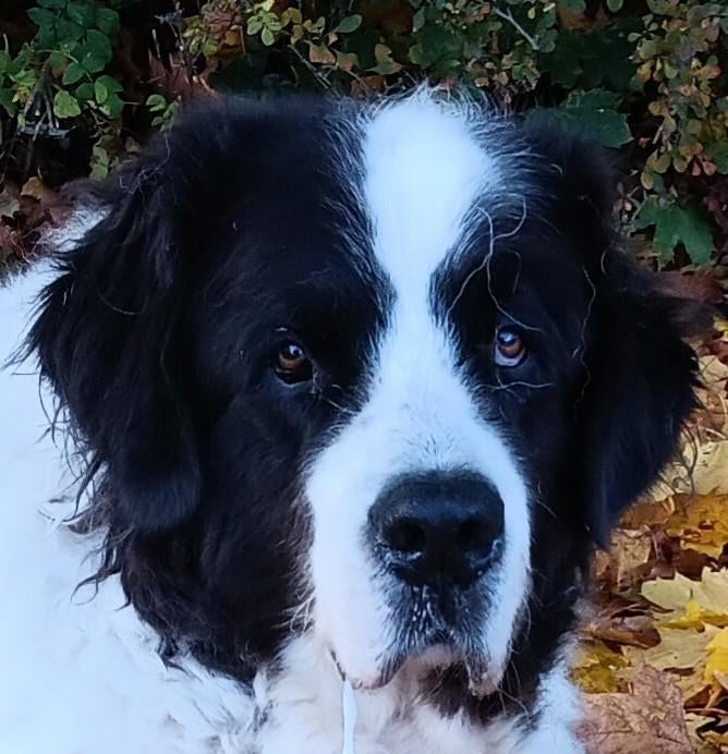 HONDEN oppas, Ophalen