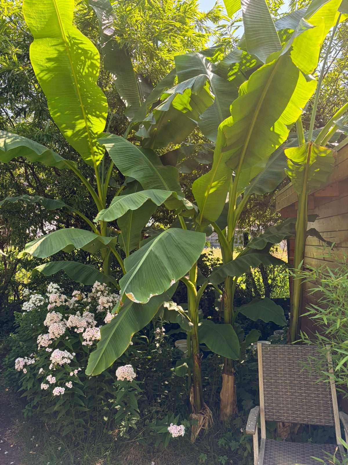 Nog enkele mooie bananen planten, winterhard, Tuin en Terras, Ophalen