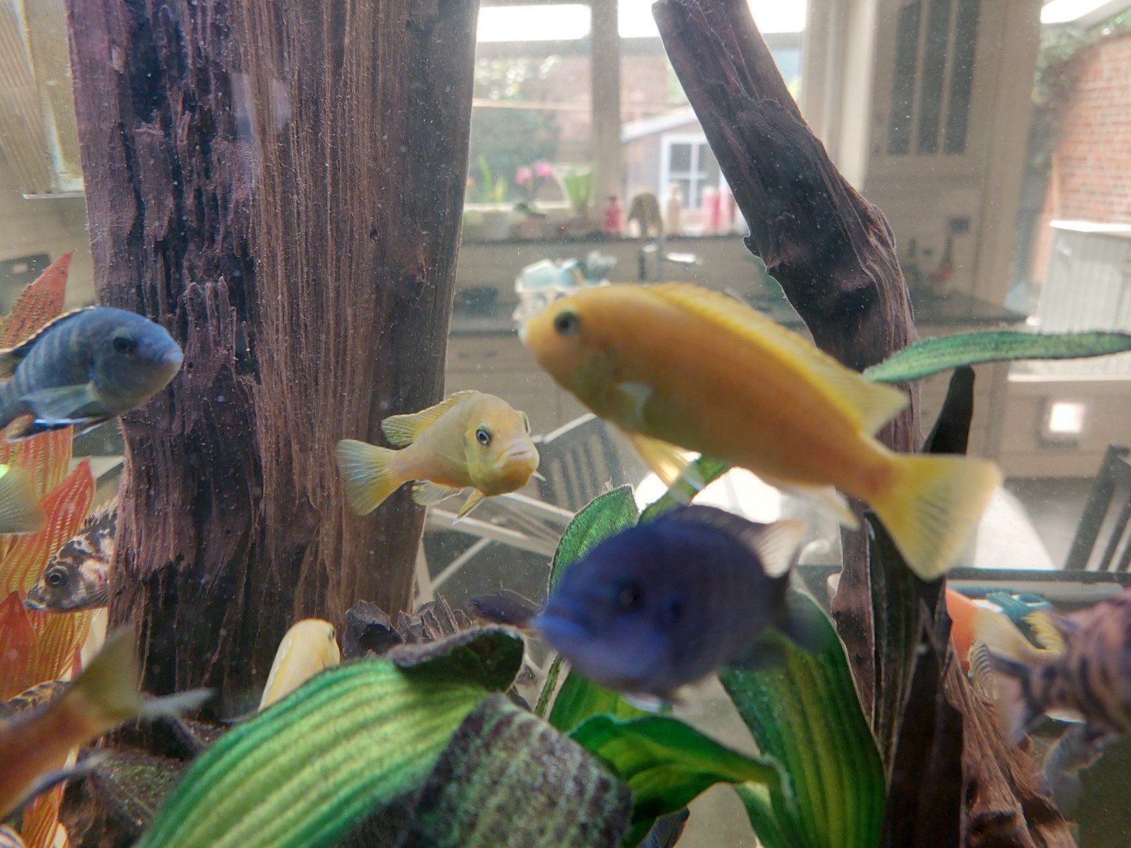 aquarium vissen