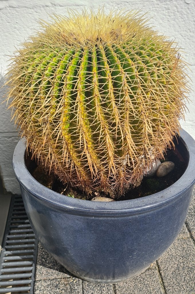 Cactus Schoonmoedersstoel, Ophalen, Minder dan 100 cm, In pot, Cactus