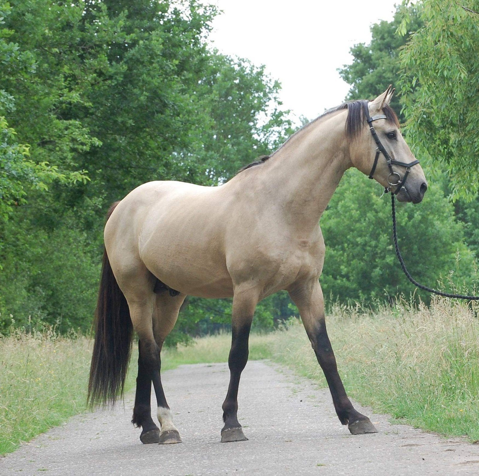 2 paardenstallen te huur Heusden-Zolder, Dieren en Toebehoren, Weidegang, 2 of 3 paarden of pony's