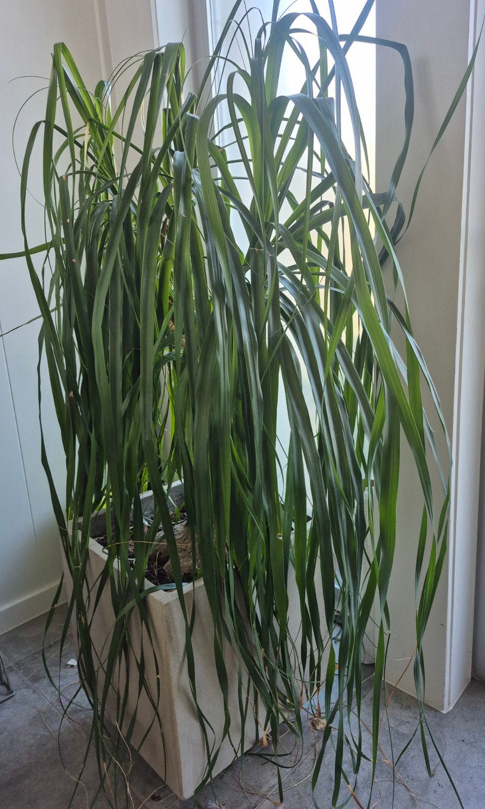 olifantspoot in betonnen plantenbak, Huis en Inrichting, Ophalen