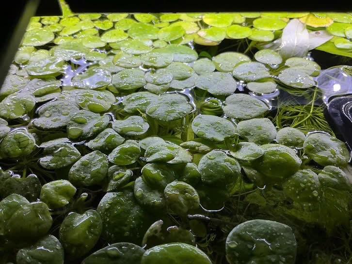 Limnobium laevigatum (Amazone Kikkerbeet), Dieren en Toebehoren, Ophalen, Nieuw, Plant(en), Steen of Hout, Overige merken