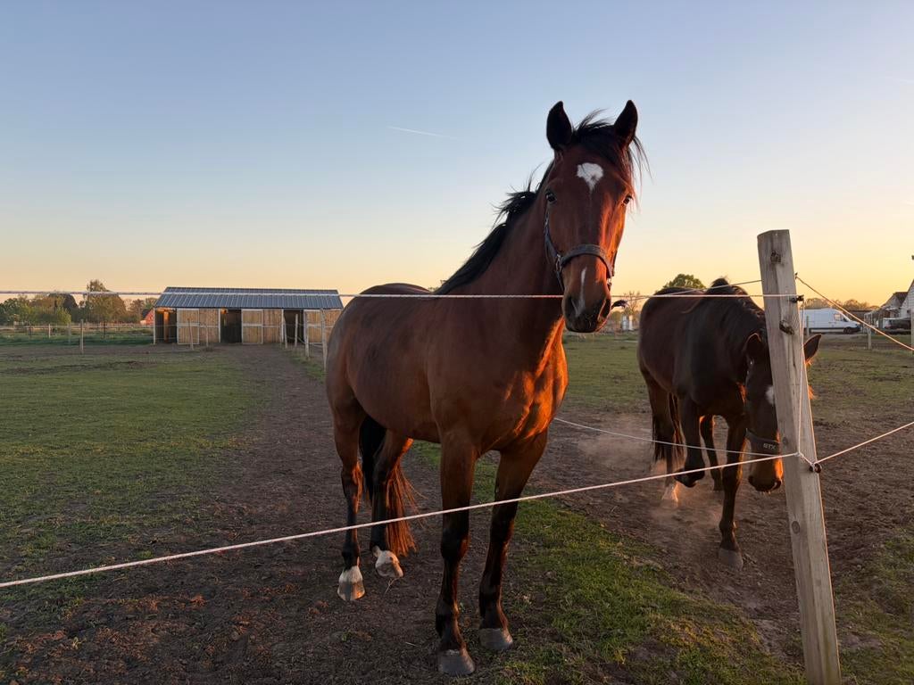 Lieve ex-draver te koop, Enlèvement ou Envoi, Comme neuf