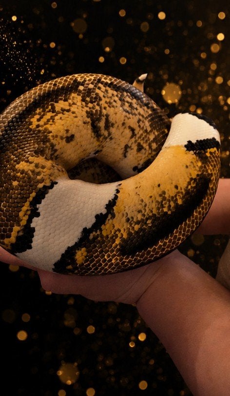 0.1 pied pastel volwassen koningspython, Dieren en Toebehoren, Slang, 3 tot 6 jaar