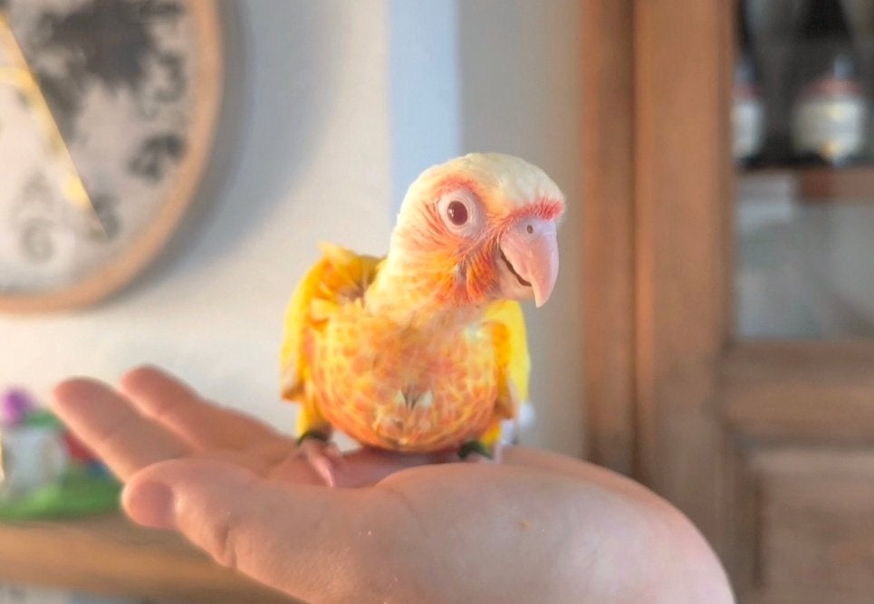 Conure EAM divers, Plusieurs animaux, Perroquet, Domestique