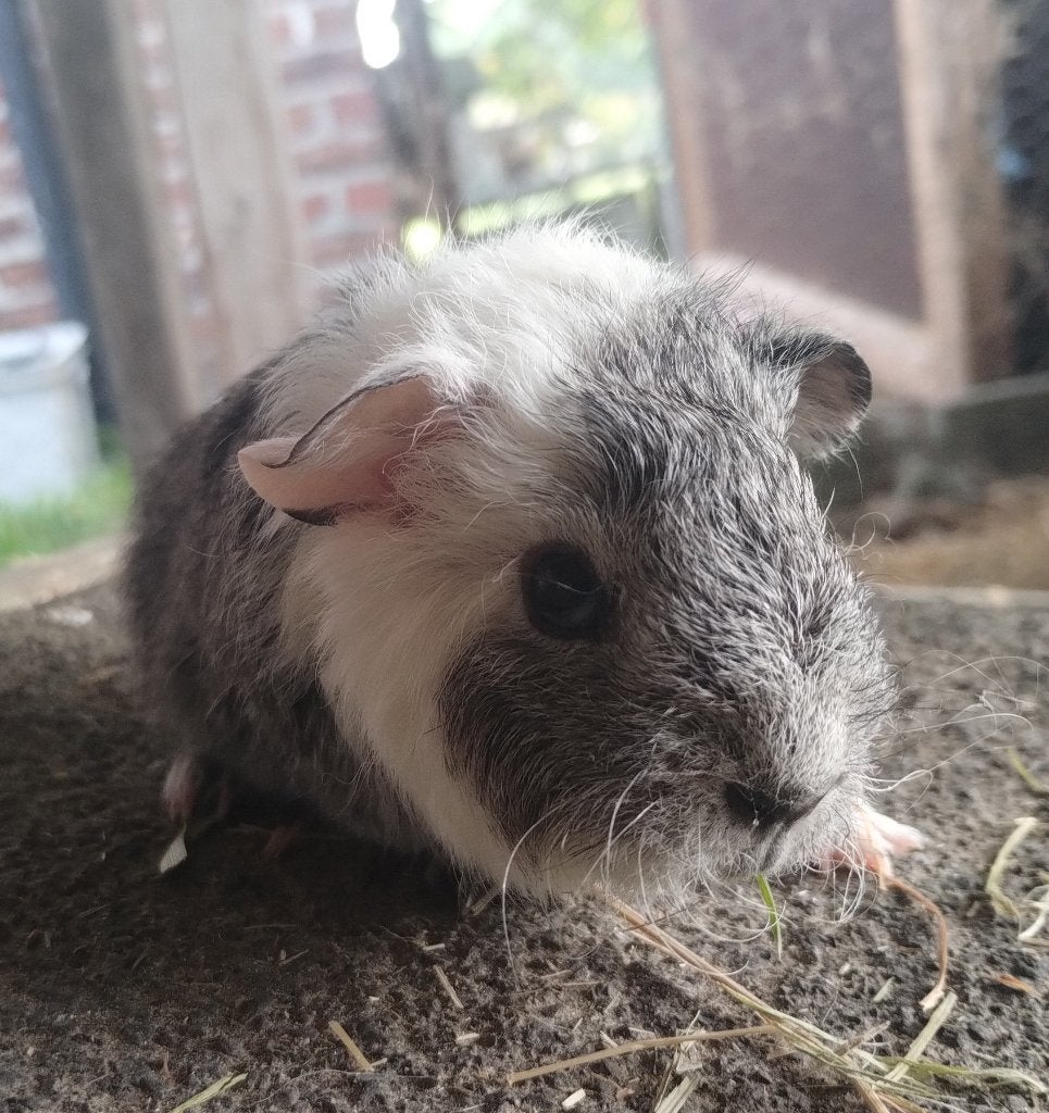 Zilveragouti bonte Rex beer, Dieren en Toebehoren, September, Mannelijk, Cavia