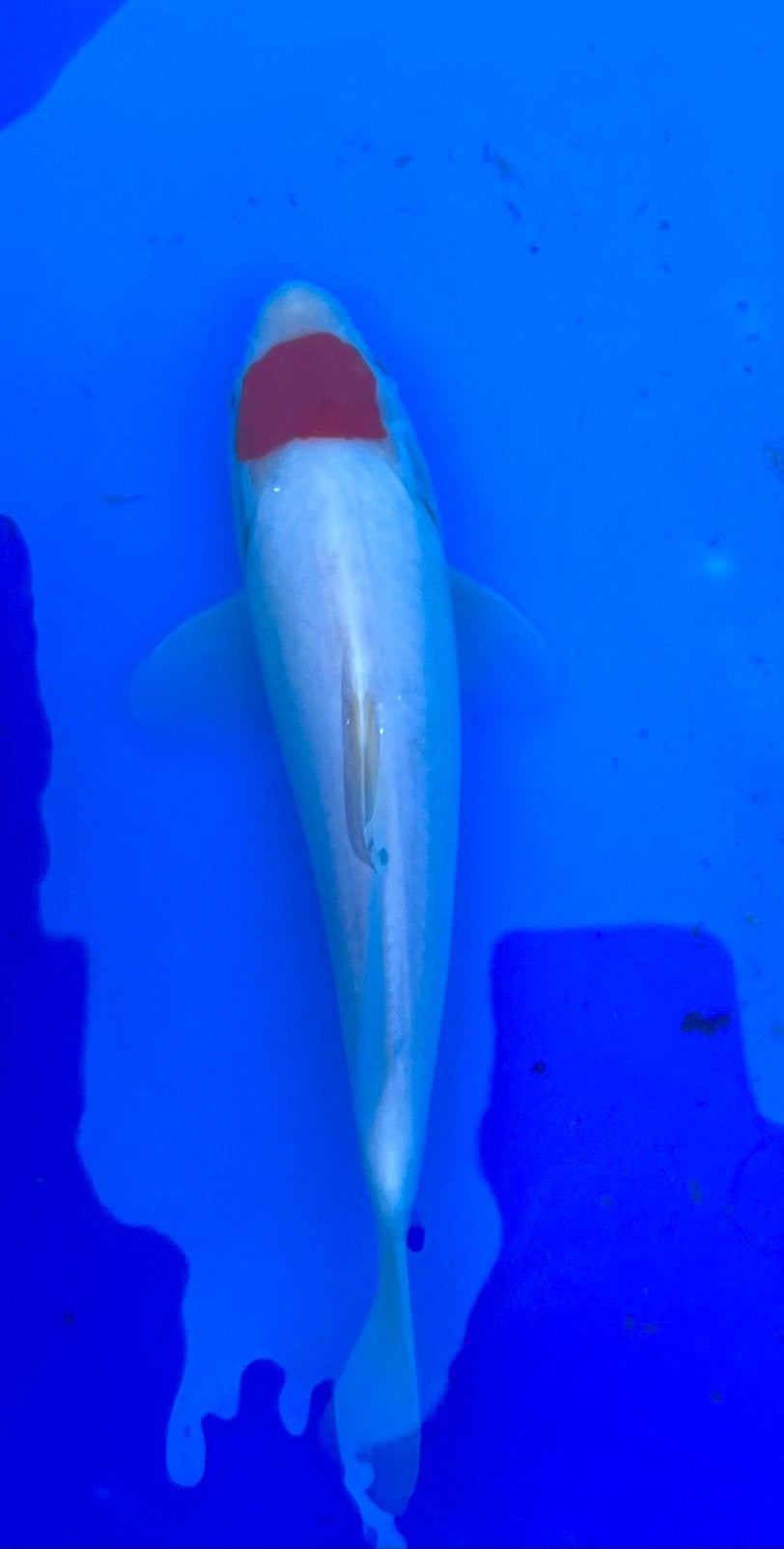 Tancho 24cm. Tosai, Dieren en Toebehoren, Vissen | Vijvervissen, Karper of Koi