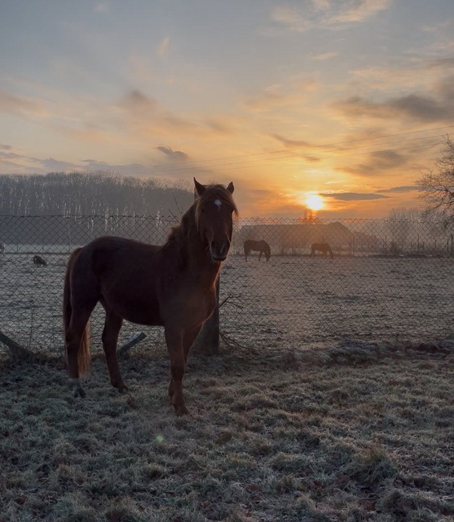 Paard hengst, Dieren en Toebehoren, Hengst, Gechipt