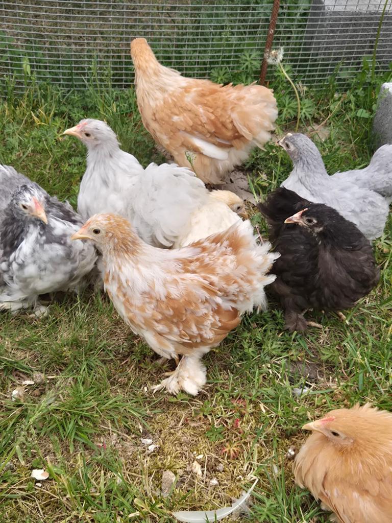 Cochin krielen te koop