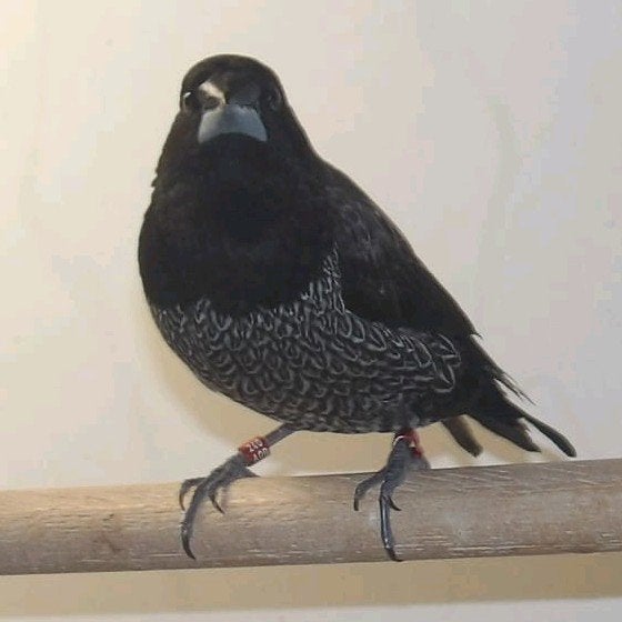 Gezocht : 1 of 2 poppen japanse meeuw., Dieren en Toebehoren, Vrouwelijk, Tropenvogel, Geringd