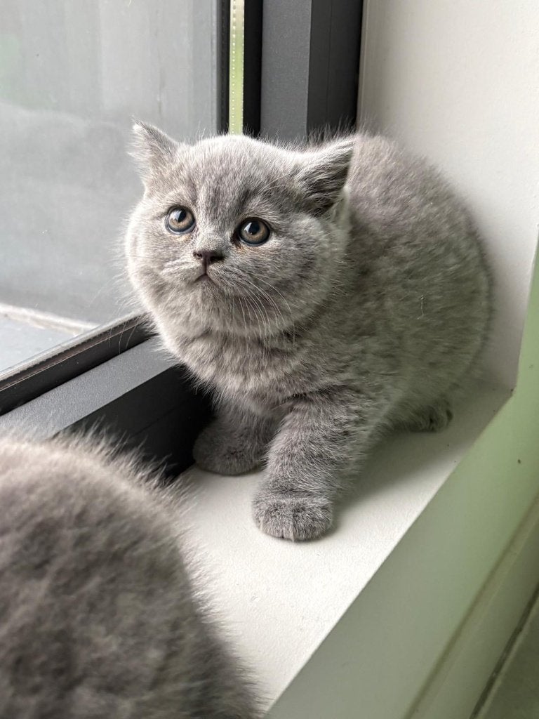 Prachtige Britse Korthaar kittens met afstammingsbewijs, Plusieurs animaux, Avec puce électronique, 0 à 2 ans