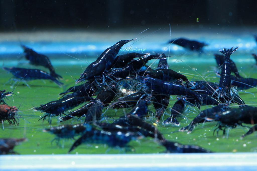 Donkerblauwe (Ocean Blue) Neocaridina garnalen te koop