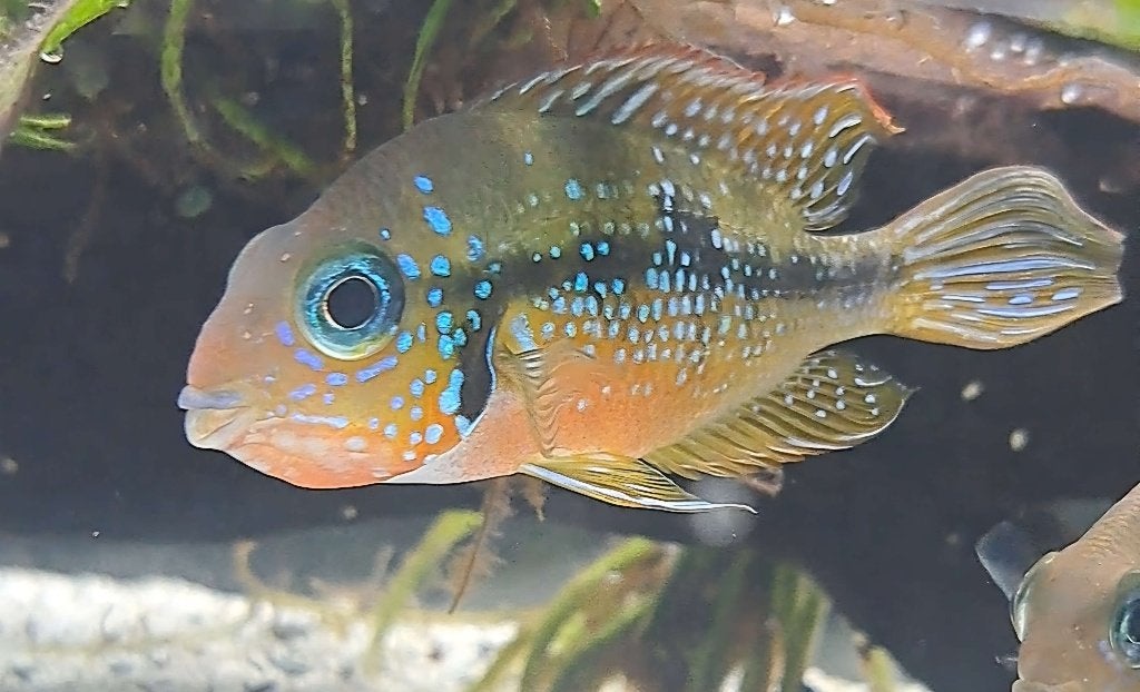 12x Thorichthys ellioti gratis af te halen, Vis, Zoetwatervis