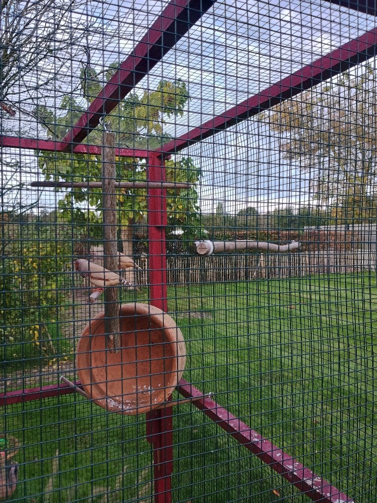 Zebravinken, Dieren en Toebehoren, Meerdere dieren, Tropenvogel