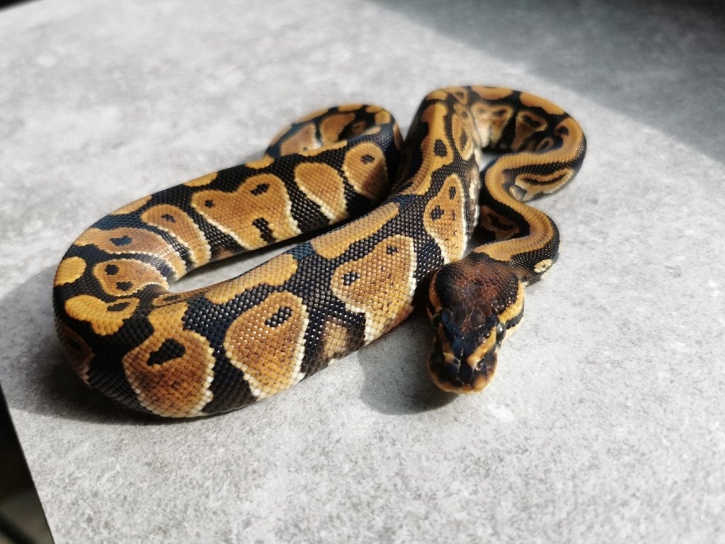 koningspython; python regius; 0.1; Normal het Clown Ball Python photo 4