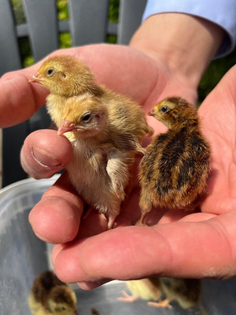Celadon Japanse kwartel kuikens, Meerdere dieren, Overige soorten