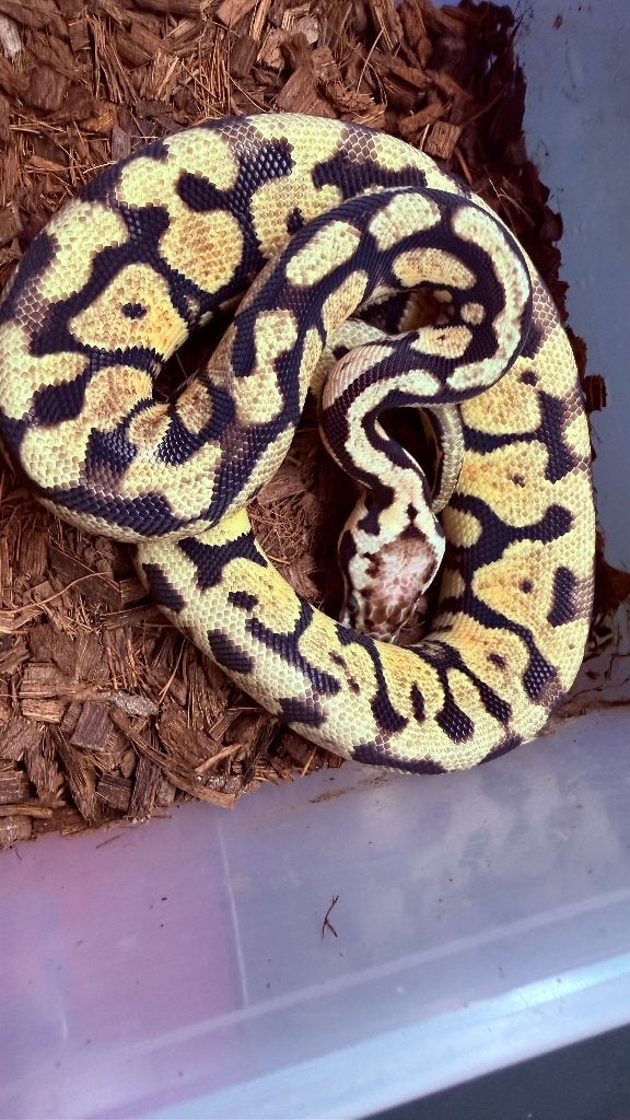 Verschillende ball pythons te koop Ball Python photo 18