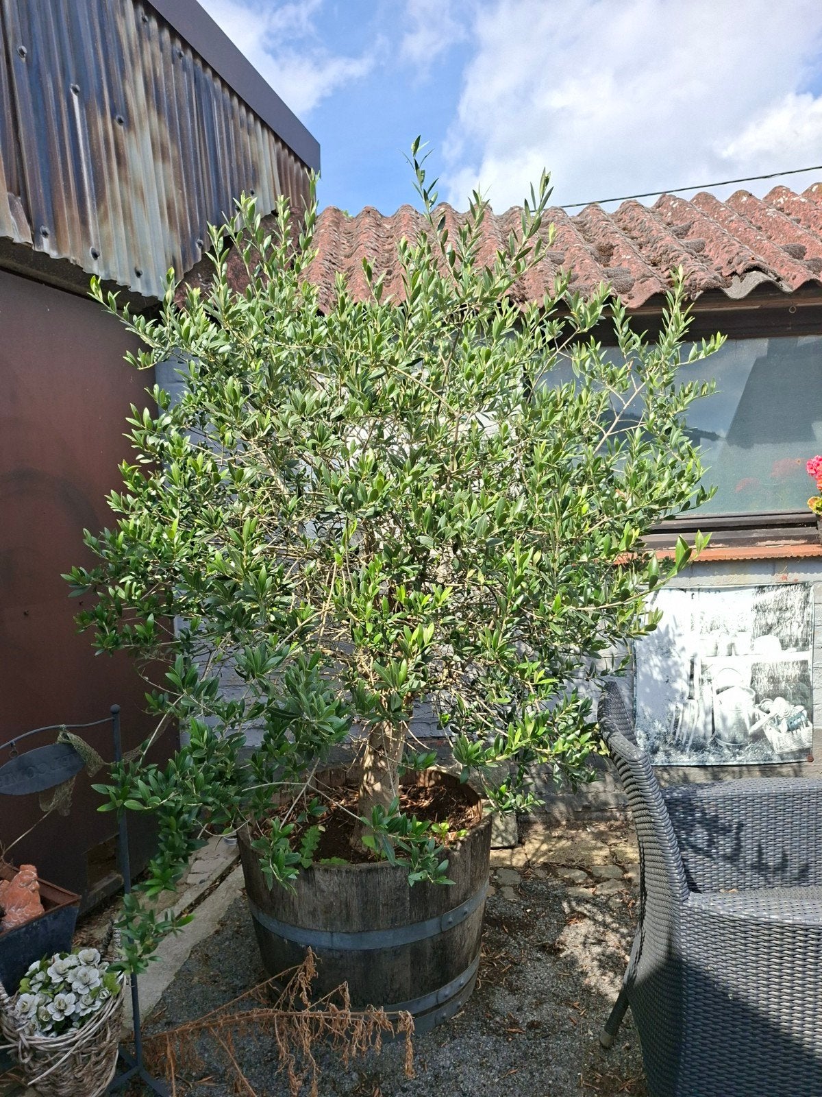 olijfboom, Jardin & Terrasse, Plantes | Arbres, Ombre partielle, 100 à 250 cm, Ne fleurit pas, Enlèvement