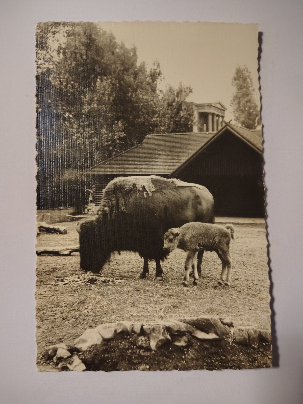 Antwerpen <<ZOO>> AMERIKAANSE BISON MET JONG, Ophalen of Verzenden, Antwerpen
