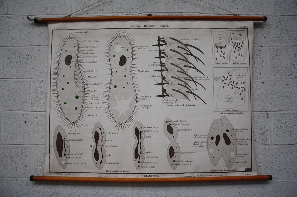 Ancienne carte scolaire bio, Enlèvement