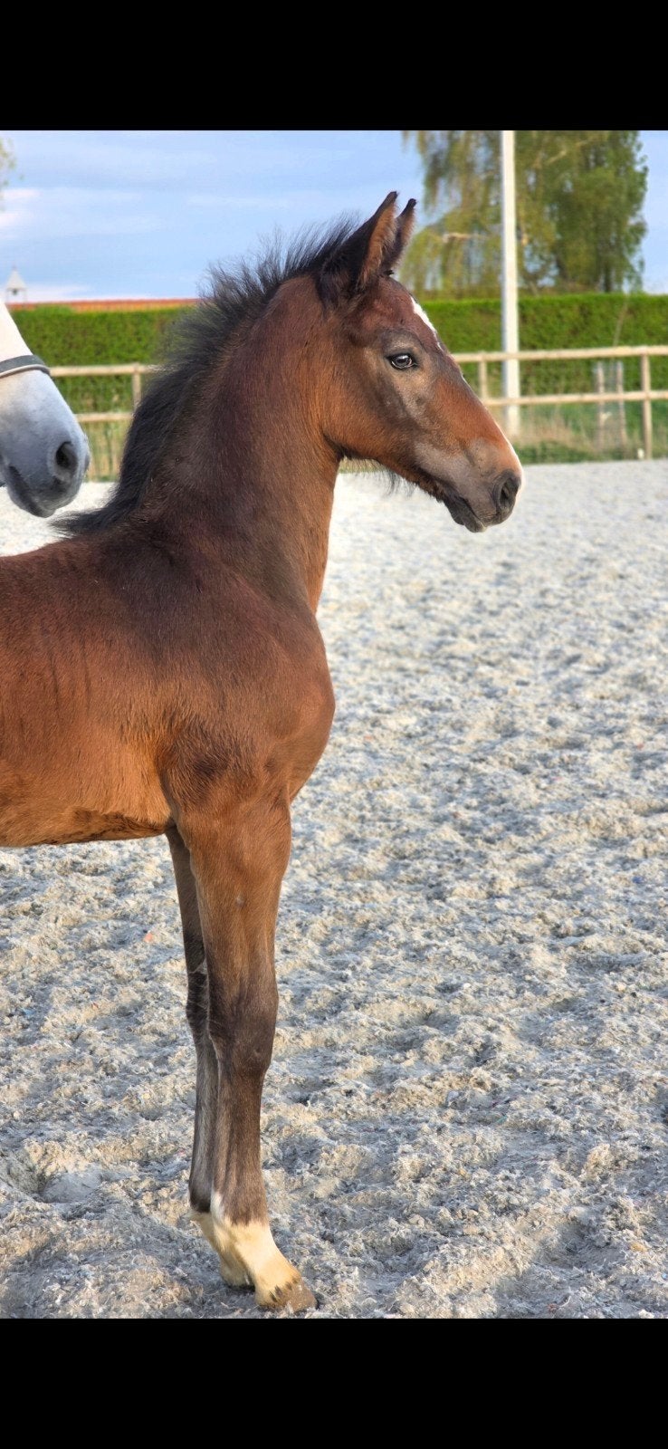 Beau poulain, Animaux & Accessoires, Chevaux, Étalon