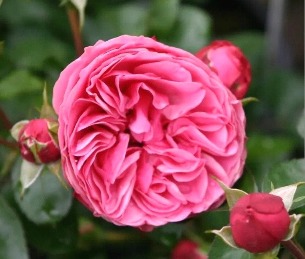 Rosa Leonardo da Vinci, Ophalen, Zomer, Volle zon