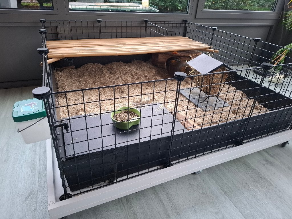 Cavia kooi, Moins de 60 cm, Cage, Cobaye, Enlèvement