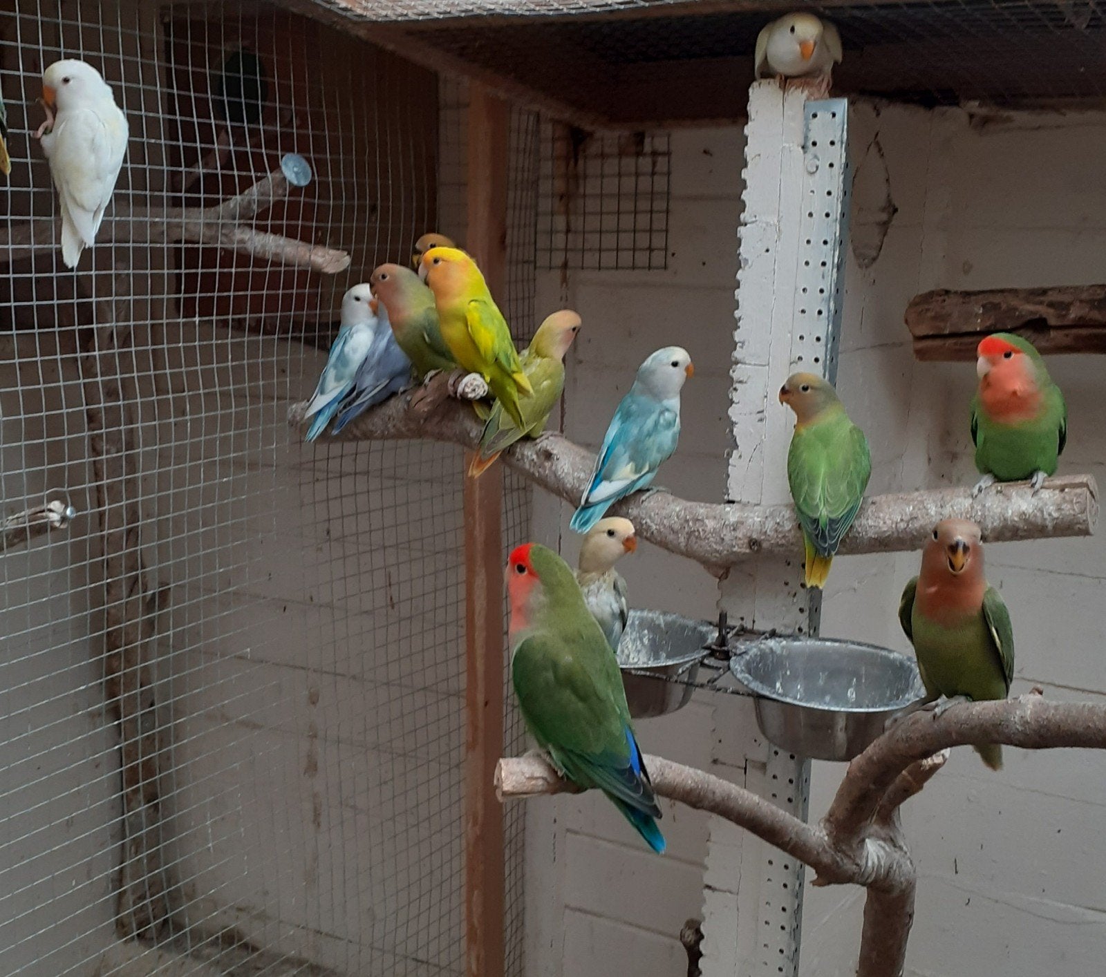 Rosei collis, Dieren en Toebehoren, Geringd