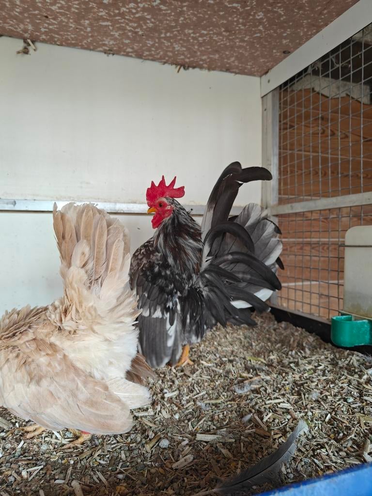 Serama koppel, Dieren en Toebehoren