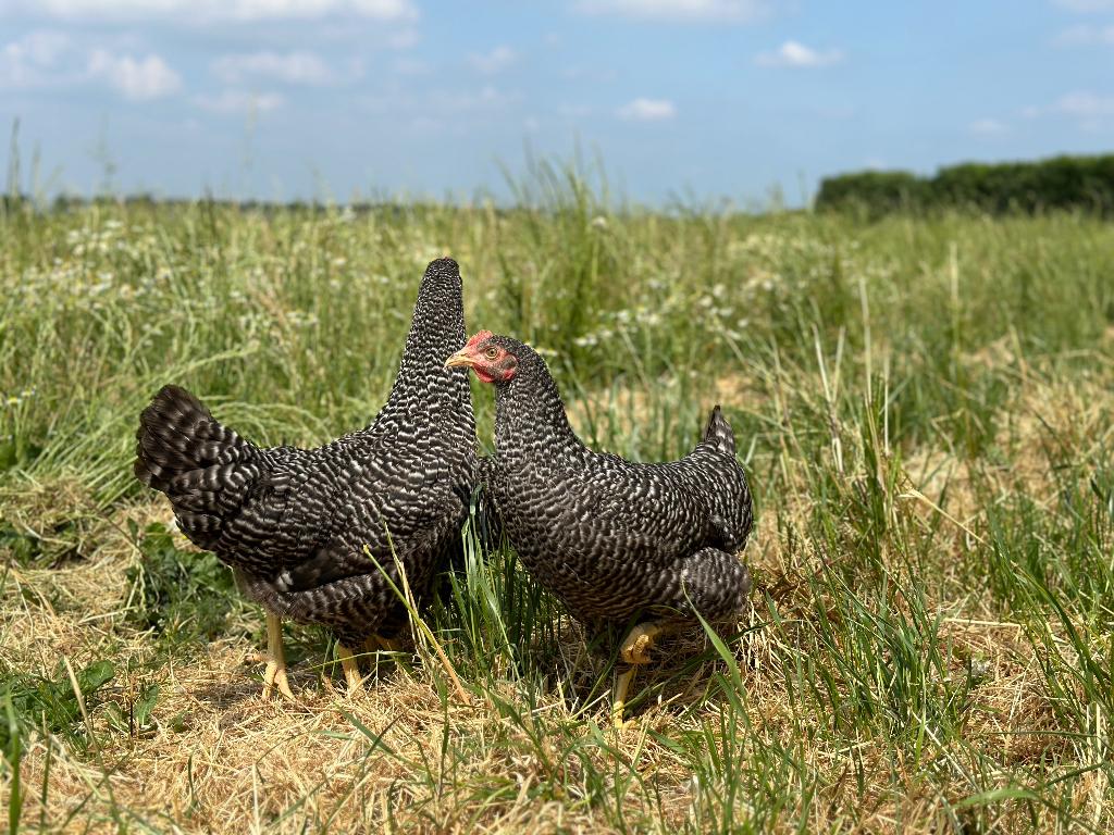 Jonge tamme Hollandse koekoek kippen gesekst en ingeënt, Femelle, Poule ou poulet