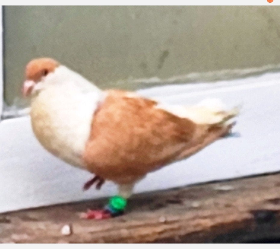 Duiven, Dieren en Toebehoren