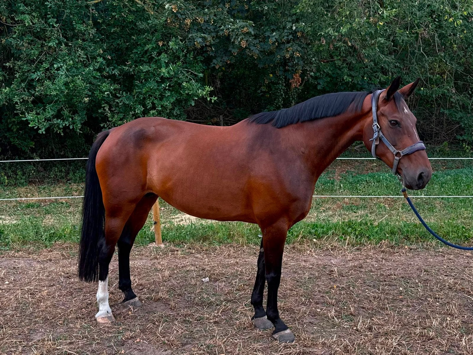 Zangersheide merrie, Dieren en Toebehoren, Merrie, Springpaard, 11 jaar of ouder, 165 tot 170 cm