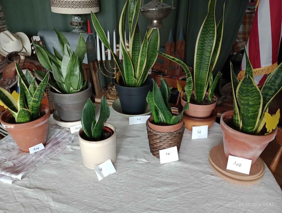 Verschillende groene kamerplanten sanseviere sansevieria, Huis en Inrichting, Kamerplanten, Overige soorten, In pot, Minder dan 100 cm