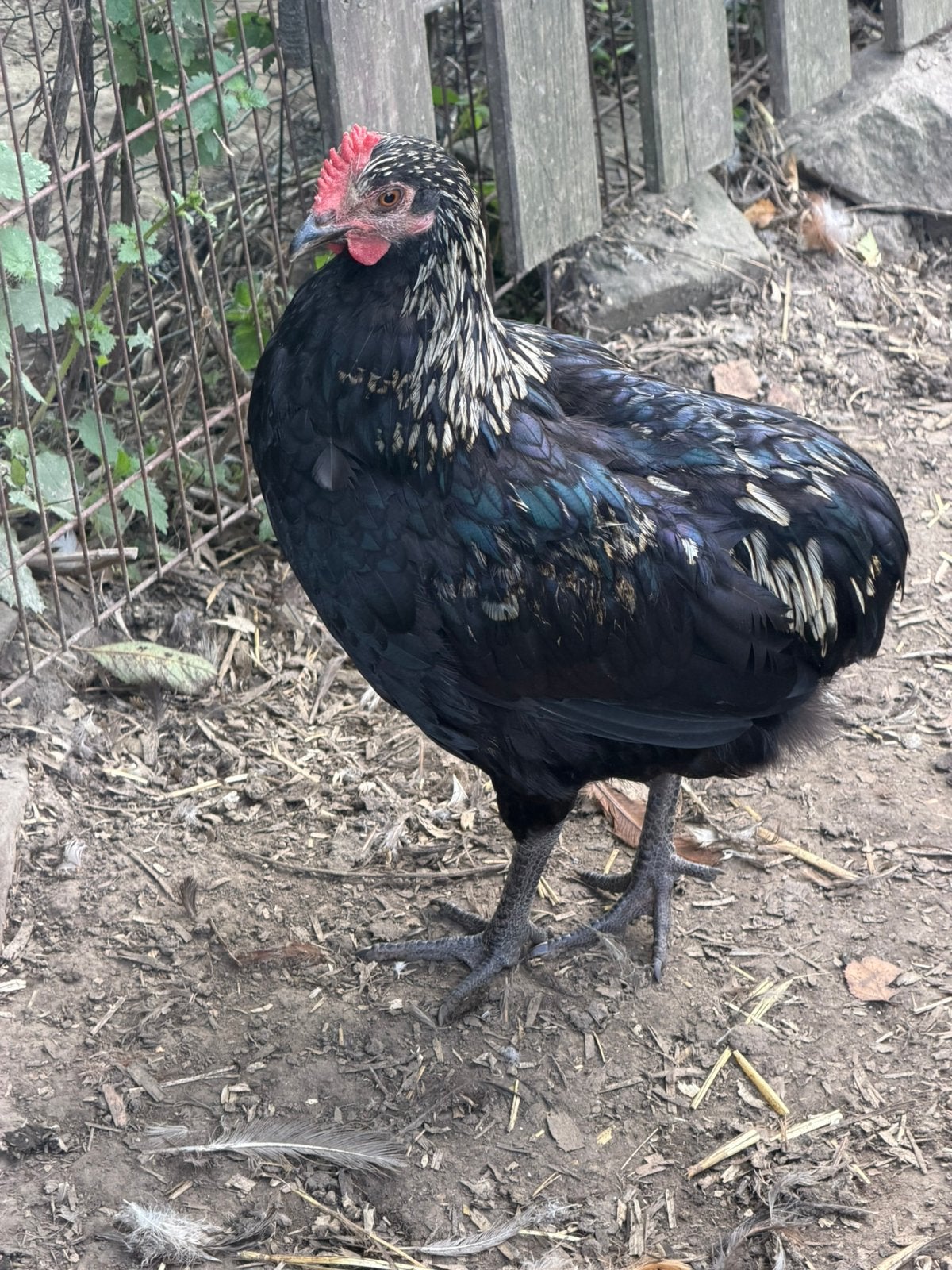 Coq croisé araucana, Enlèvement