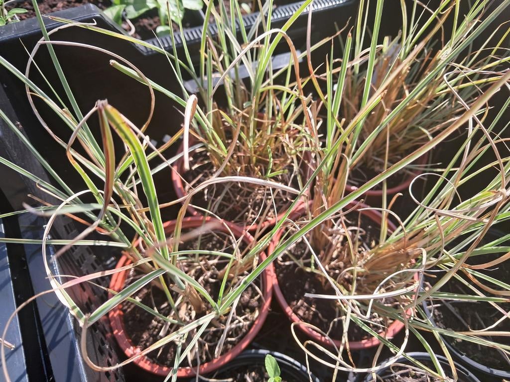 Miscanthus sinensis 'Morning Light', Ophalen