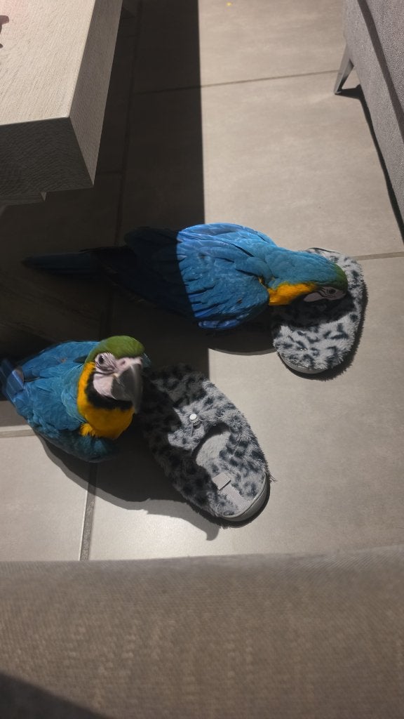 Bébés aras bleus-jaunes apprivoisés, Femelle, Perroquet, Domestique