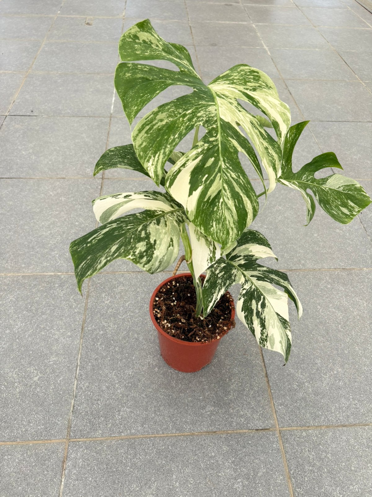 Monstera Variegata, Enlèvement