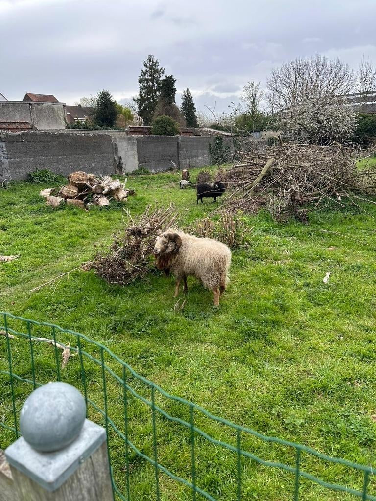 Schaap Ouessant Gratuit, Mâle, Mouton, 3 à 5 ans