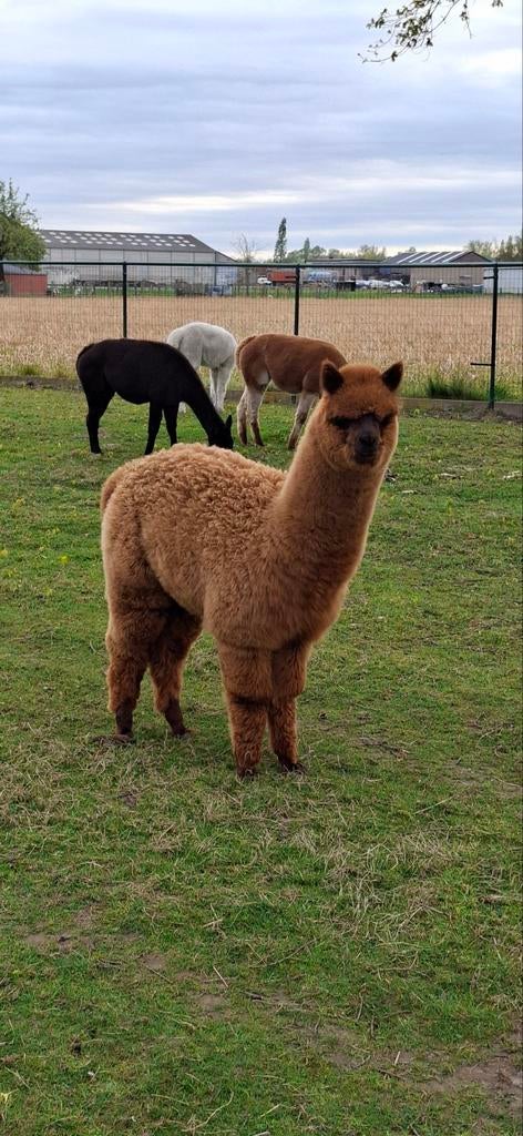 Alpaca cria hengst, Août, Mâle