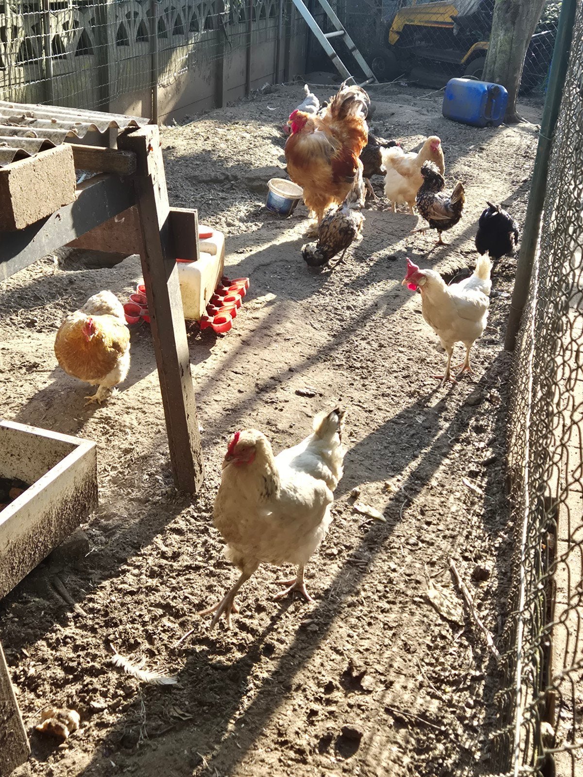kippen, Dieren en Toebehoren, Pluimvee, Vrouwelijk, Kip