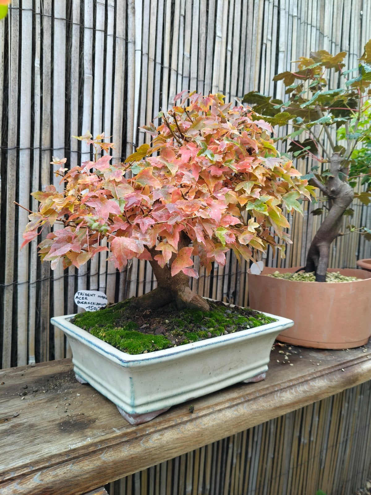 driestands esdoorn, Tuin en Terras, Ophalen
