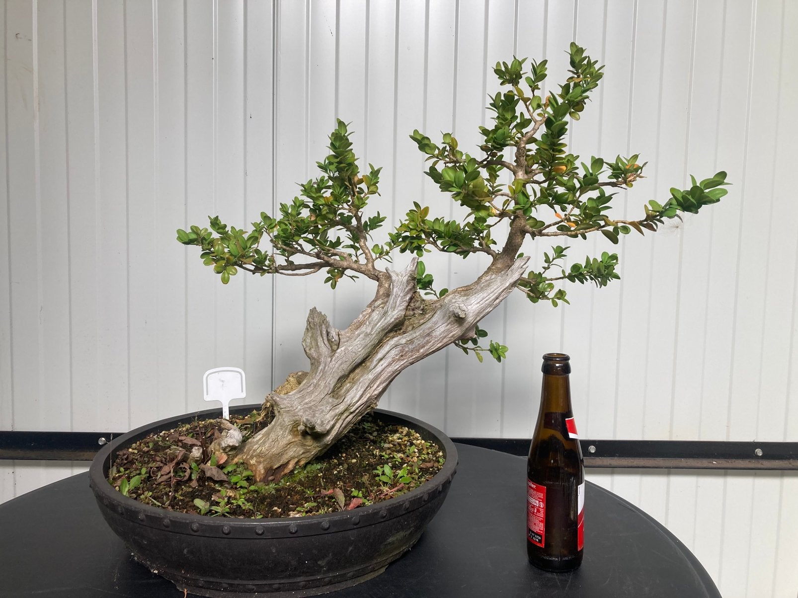 Bonsai à bonsaï, Enlèvement