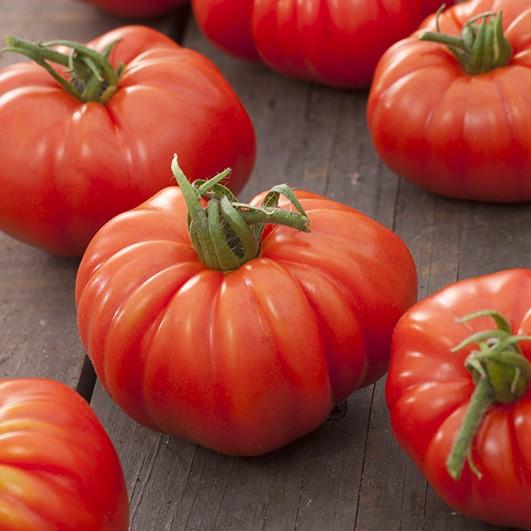 plants de tomates Marmande, Ophalen, Groenteplanten, Eenjarig, Halfschaduw