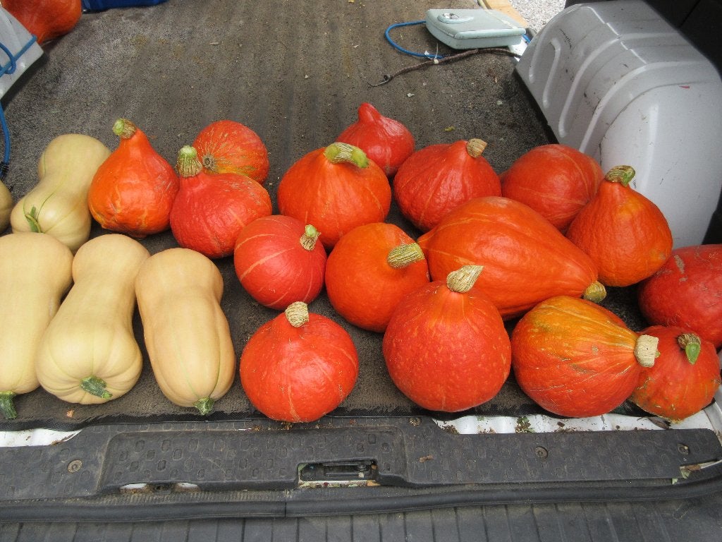 Pompoen potimarron butternut alles bio uit onze tuin, Ophalen